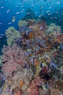 Indonesia, West Papua, Raja Ampat. Coral reef scenic