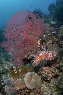 Images Dated 26th May 2021: Indonesia, West Papua, Raja Ampat. Coral reef scenic