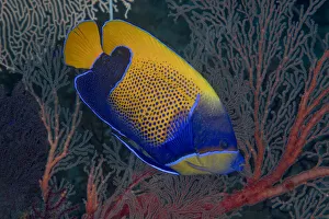 Indonesia, West Papua, Raja Ampat. Close-up of blue-girdled angelfish