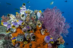 Indonesia, West Papua, Raja Ampat. Coral reef and fish
