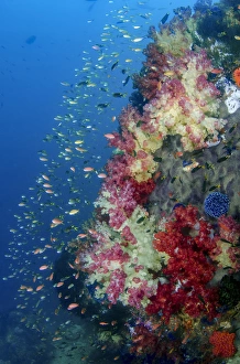 Indonesia, West Papua, Triton Bay. Coral reef scenic