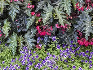 Images Dated 25th April 2019: Indoor garden with a variety of spring blooming flowers