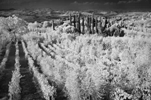Images Dated 15th March 2005: Infra Red Black & White of vineyards, Montepulciano, Italy, Tuscany