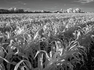 Infrared Prints: Infrared of Minnesota River, Minnesota River Valley Wildlife Refuge, central Minnesota
