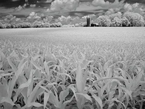 Infrared Prints: Infrared of Minnesota River, Minnesota River Valley Wildlife Refuge, central Minnesota