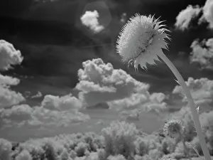 Infrared Prints: Infrared of thistle flower, Minnesota River Valley Wildlife Refuge, central Minnesota