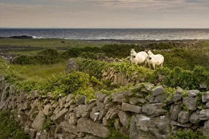 Images Dated 25th May 2008: Inishmore Island. Aran Islands. Ireland. Horses behind rocky fences