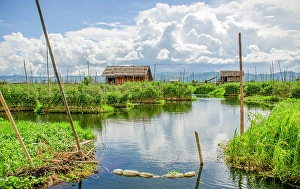 Burma Prints: Inle Lake, Myanmar. Landscape view of floating gardens growing produce in the shallow lake water