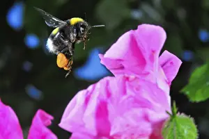 Insect in Flight, High Speed Photographic Technique Bumblebee in Flight, Switzerland