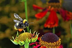 Andres Morya Prints: Insect in Flight, High Speed Photographic Technique Bumblebee in Flight, Switzerland