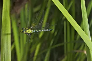 Images Dated 17th August 2009: Insect in Flight, High Speed Photographic Technique Southern Hawker or Blue Darner in Flight