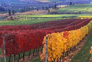 Cabernet Sauvignon Prints: Intense red and yellow fall colors on Gehring Brothers Vineyard vines over looking