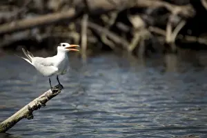 Tern Prints: Interior Least Tern (Sterna Antillarum) on log over Monkey River