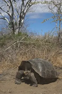 Tortoise Prints: Intermediate form of Galapagos Giant Tortoise (Geochelone elephantophus) Wolf Volcano