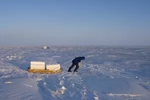 inupiat guide Bruce Inglangasak hauling snow blocks for an igloo snow blind, along the Arctic coast