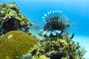 Diving Prints: An invasive lionfish swims along the edge of a coral reef on the north coast of Cuba