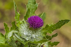 Images Dated 24th June 2013: Invasive Purple Thistleon the Olympic Peninsula