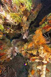 Images Dated 11th July 2010: Invasive species, Indo Pacific Lionfish (Pterois volitans) West Sand Ridge, Bahamas