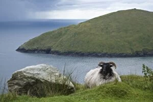Images Dated 19th June 2007: Ireland, Achill Island. Sheep rest atop the steep hills above Keem Bay