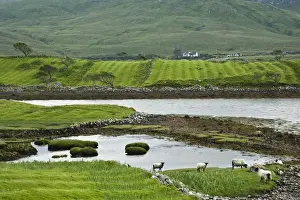 Farmhouse Prints: Ireland, Claggan. Remnants of the potato fields are evident in fields now grazed by sheep