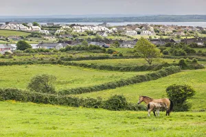 Ireland, County Clare, Killrush, landscape with horses