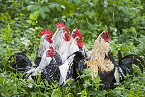 Images Dated 27th May 2005: Ireland, County Clare. Roosters, Bunratty Folk Center