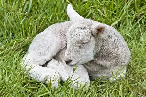 Ireland, County Clare. Sleeping newborn lamb
