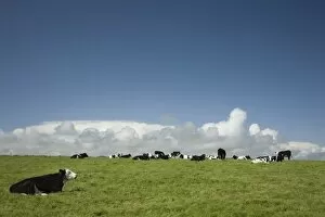 Ireland, County Cork. Cows graze in a lush green field near the coast
