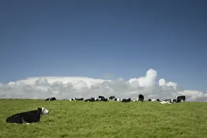 Dairy Prints: Ireland, County Cork. Cows graze in a lush green field near the coast