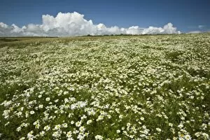 Ireland, County Cork. A field of daisies greets you along the coastal walking path near Ballycotton