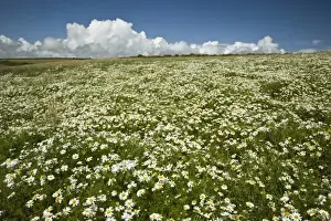 Cheerful Prints: Ireland, County Cork. A field of daisies greets you along the coastal walking path near Ballycotton
