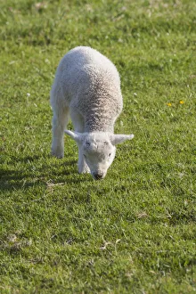 Images Dated 25th May 2016: Ireland, County Kerry, Dingle Peninsula, Slea Head Drive, Slea Head, young sheep