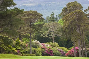 Ireland, County Kerry, Ring of Kerry, Killarney, Killarney National Park, gardens