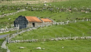 Live Stock Prints: Ireland, County Mayo, Barnabaun Point