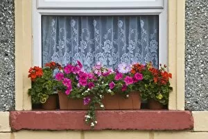 Images Dated 5th June 2005: Ireland, County Mayo, Cong. Cottage windowbox with colorful flowers