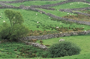 Live Stock Prints: Ireland, County Mayo. Pasture near Cong
