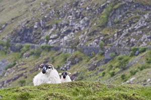 Ireland, County Mayo. Sheep resting in rocky pastures