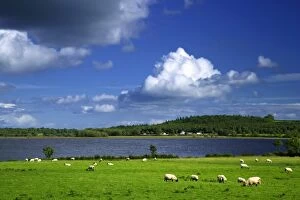 Images Dated 16th September 2007: Ireland, County Roscommon. Pastoral scene of lake and grazing sheep