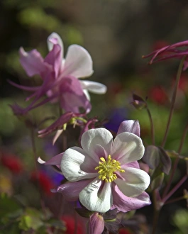 Dromoland Castle Prints: Ireland, the Dromoland Castle Walled Garden