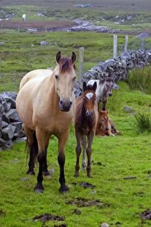 Images Dated 6th July 2005: Ireland. Farm horses of the Connemara in Ireland