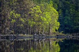 Images Dated 26th November 2022: Ireland. Forest and rock shore reflections on Lake Cummeenduff