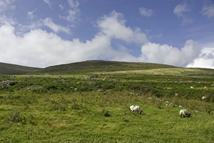 Dingle Prints: IRELAND, Kerry, Dingle Peninsula. Sheep