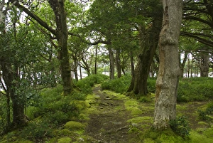 Images Dated 27th July 2009: IRELAND, Kerry, Killarney National Park. HIking trails near Muckross House