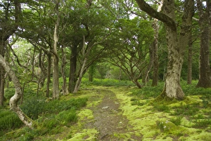 Images Dated 27th July 2009: IRELAND, Kerry, Killarney National Park. hiking trails near Muckross House