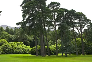 Images Dated 27th July 2009: IRELAND, Kerry, Killarney National Park. Muckross House. Trees on the grounds