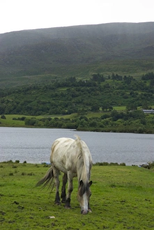 Images Dated 27th July 2009: IRELAND, Kerry, near Killarney. Horse near Guitane Lough