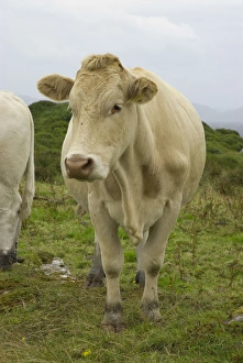 Ring Of Kerry Prints: IRELAND, Kerry, Ring of Kerry. Cows in the rain