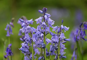 Ireland, Killarney National Park. Close-up of bluebell flowers