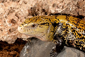 Images Dated 18th August 2011: Irian Jaya Blue Tongue Skink, Tiliqua scincoides, Native to Irian Jaya