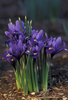 Lee Klopfer Prints: Iris